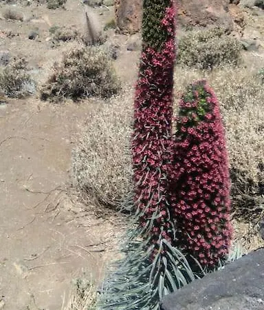 Finca Los Retalitos Un Oasis Con Piscina Privada Güimar